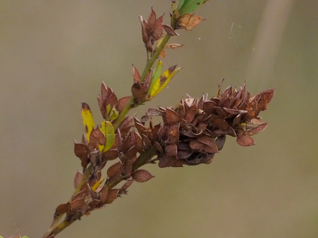 Brown seed pods