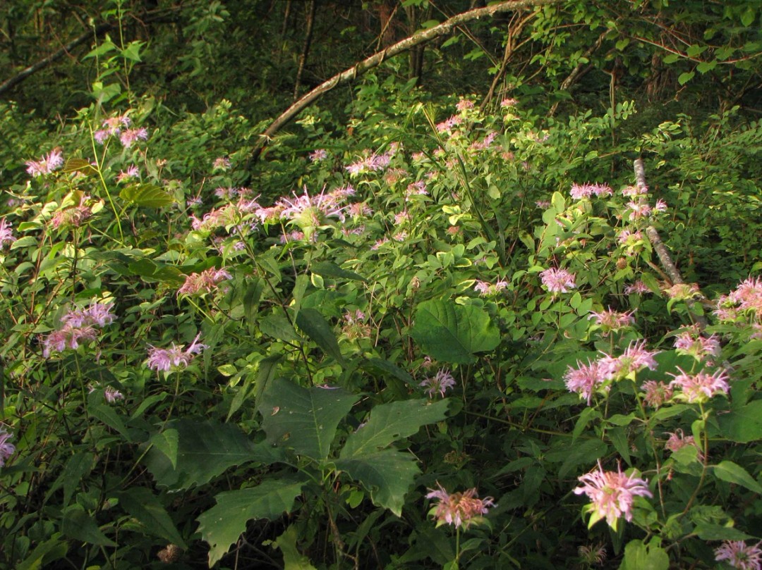 Woodland habitat