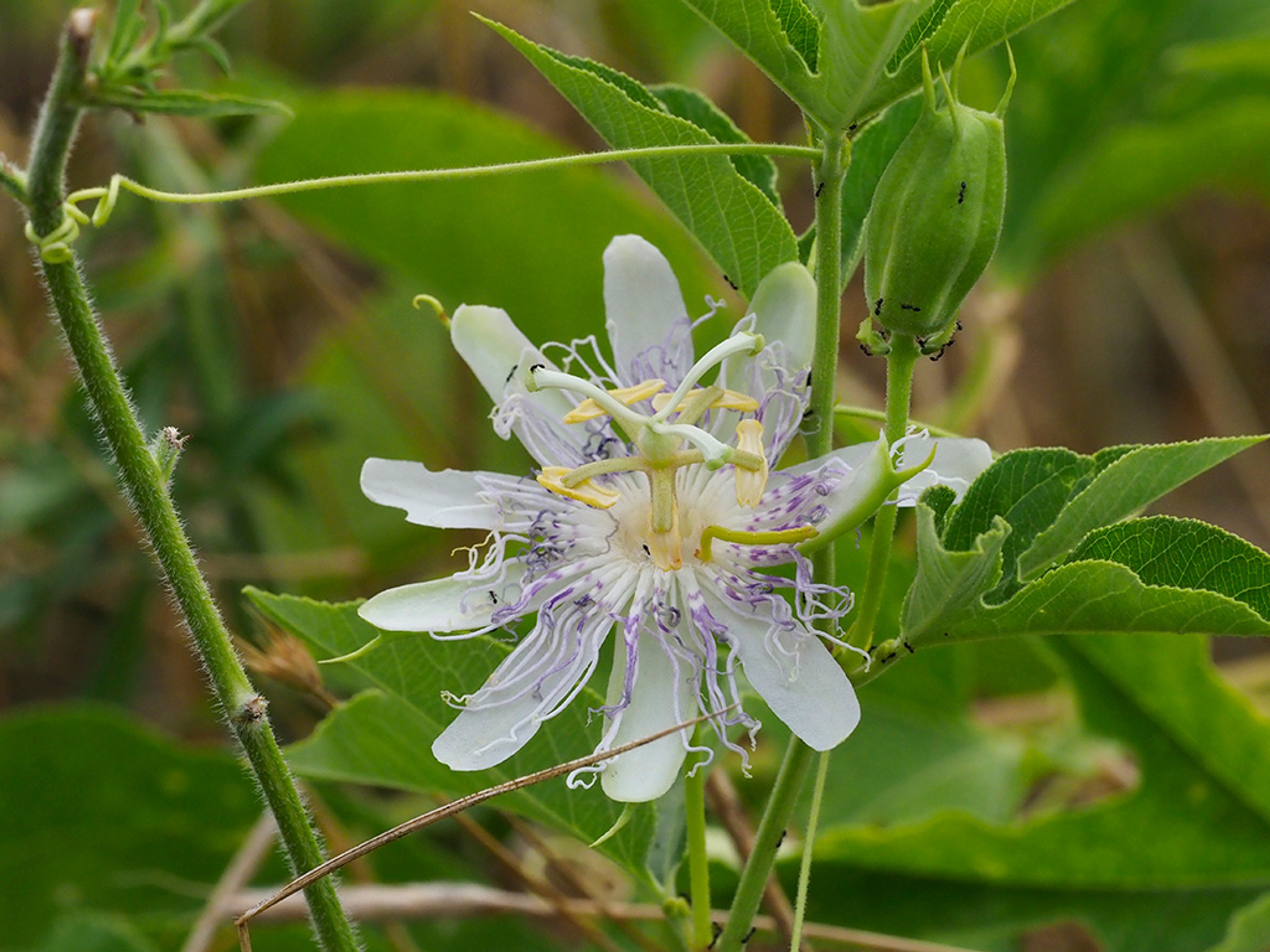 Ants tending Passiflora incarnata