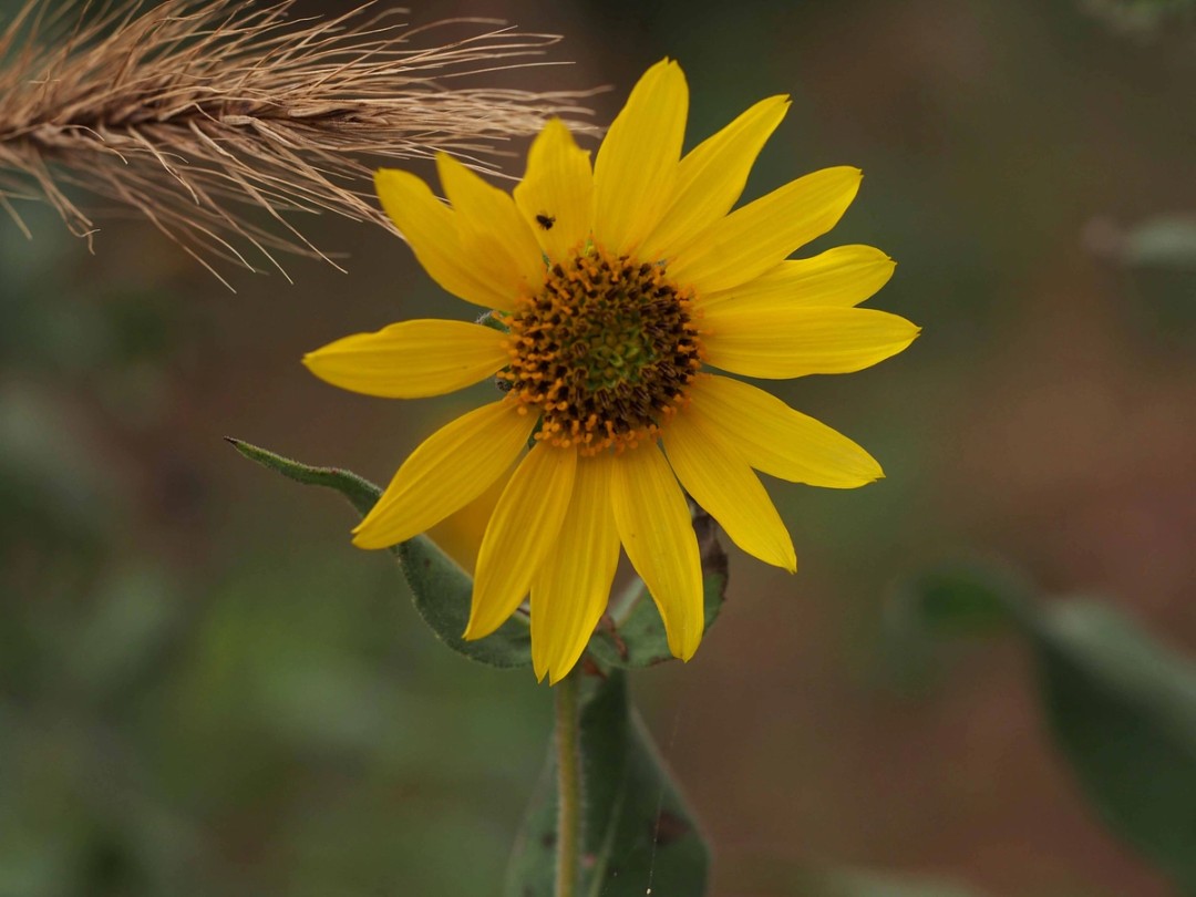 with Elymus canadensis