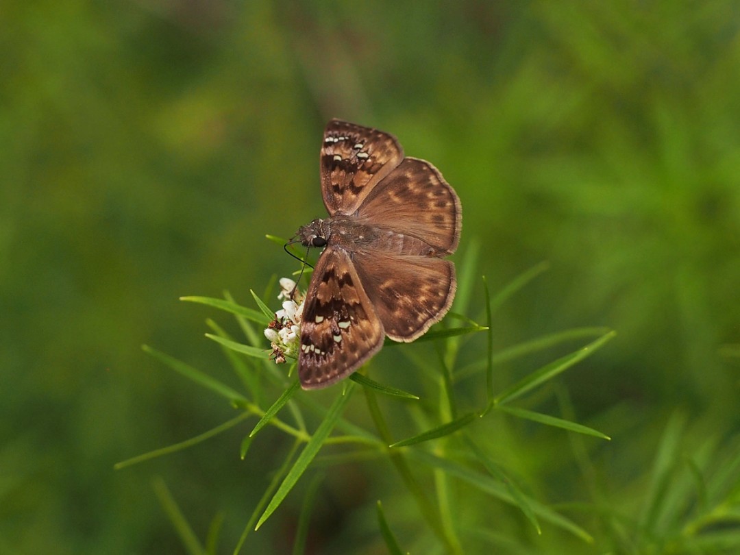 Horace's Duskywing