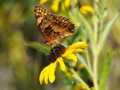 Variegated Fritillary butterfly