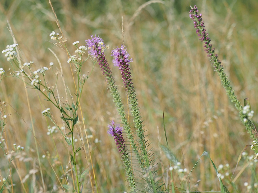 with Erigeron strigosus (Daisy fleabane)