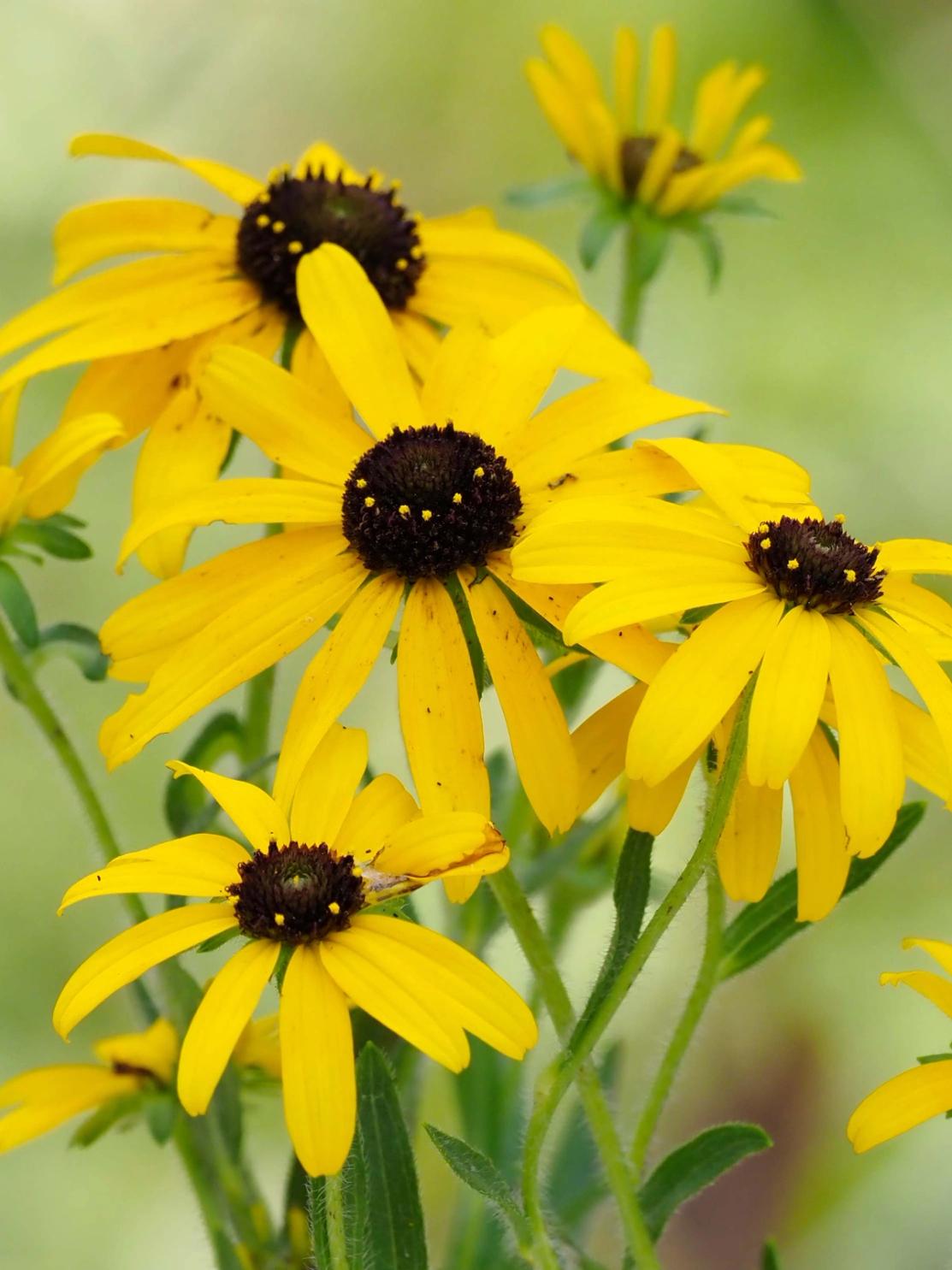 Rudbeckia missouriensis flowers