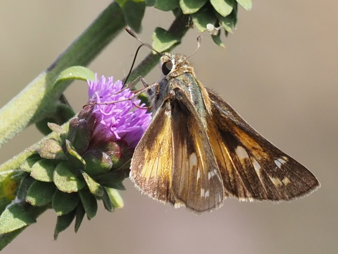 Sachem Skipper