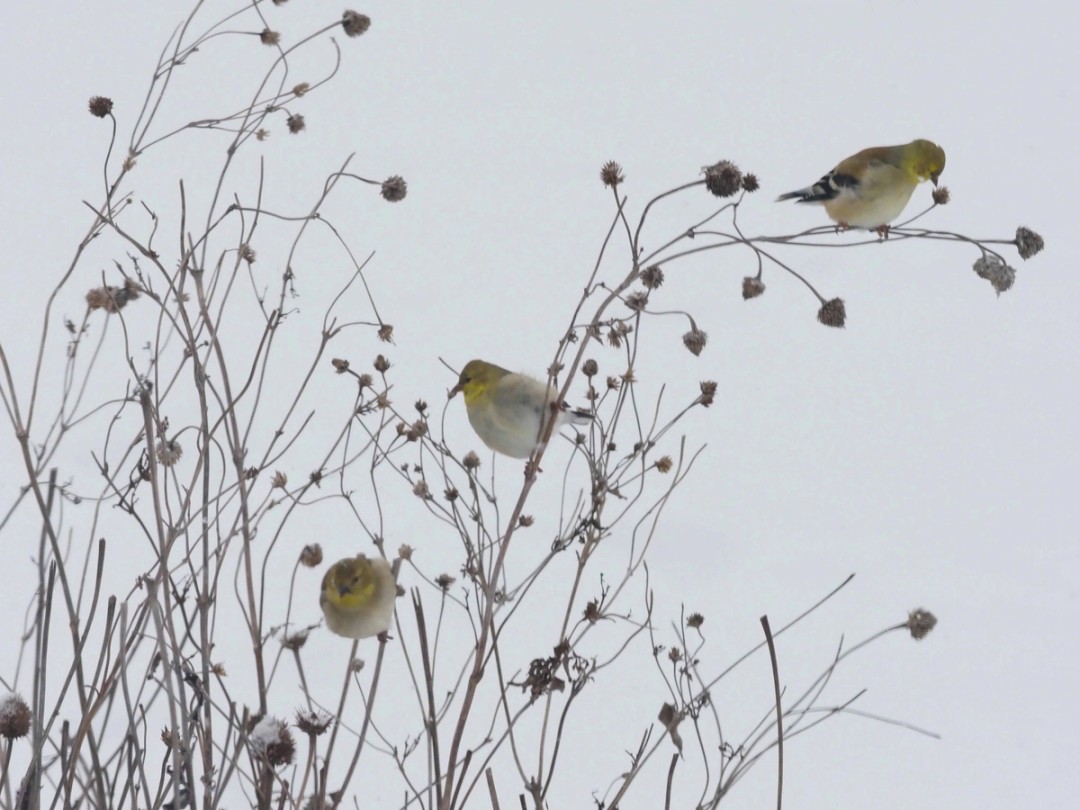 Goldfinches eating wildflower seeds in snowstorm