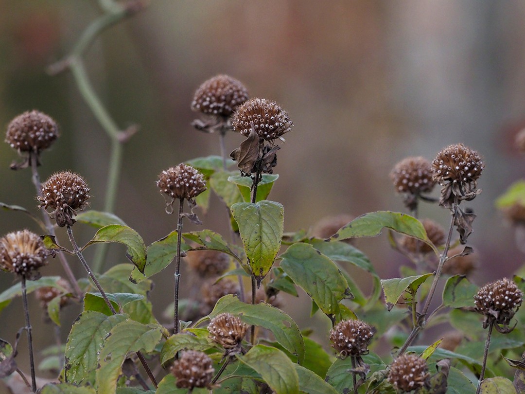 Seed heads in Autumn
