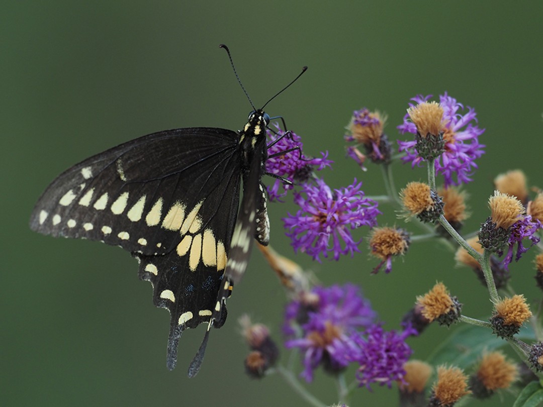 Black Swallowtail