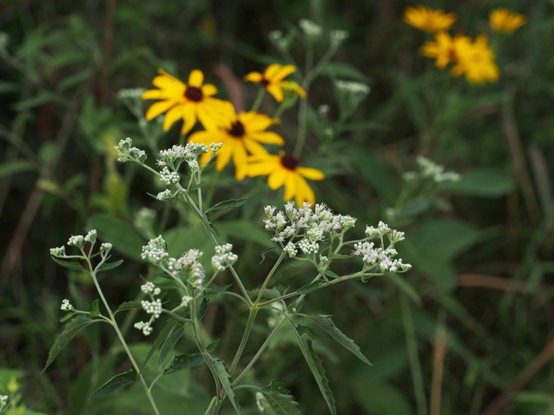 with Rudbeckia hirta