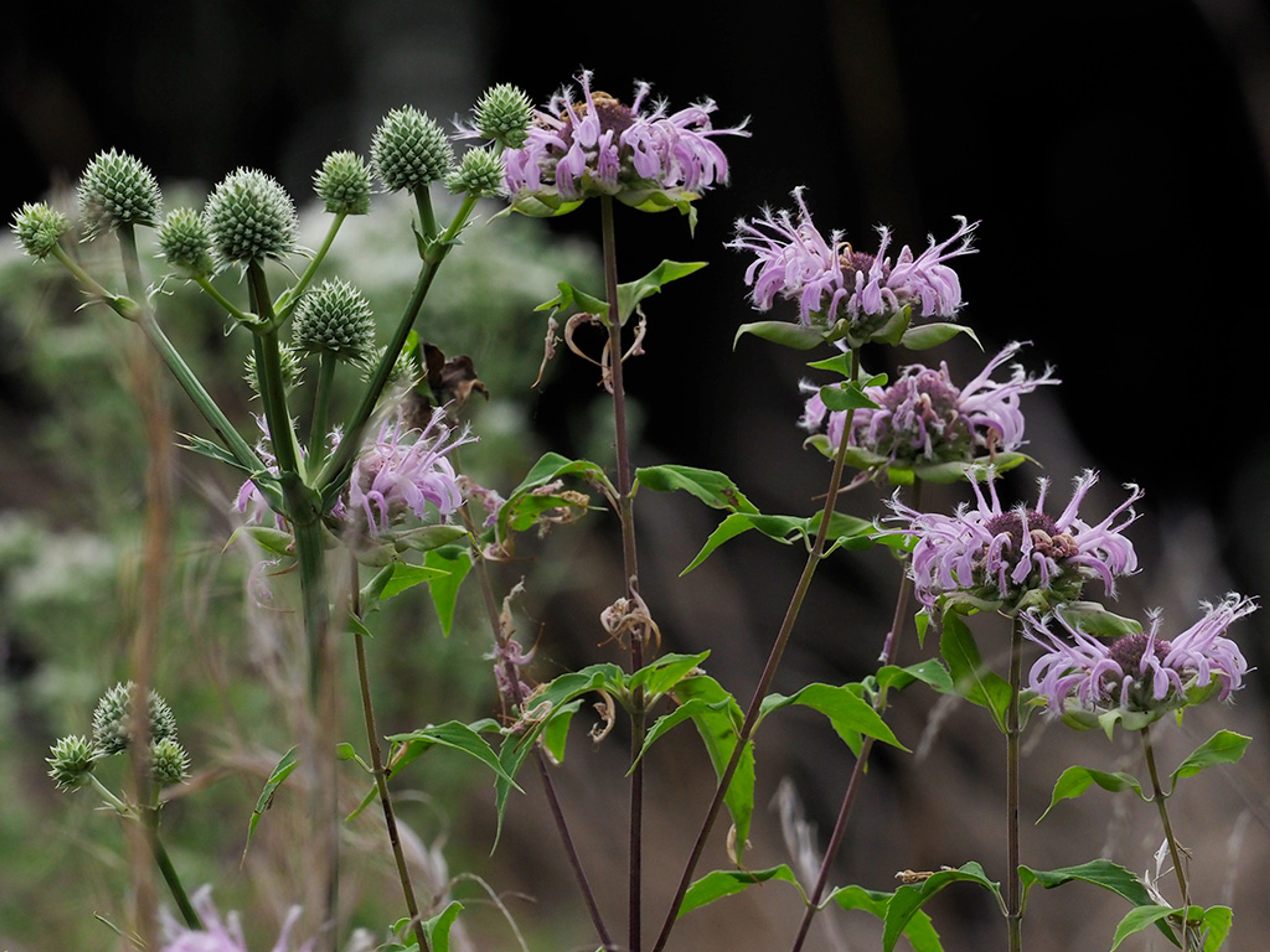 Companion plant Rattlesnake Master 