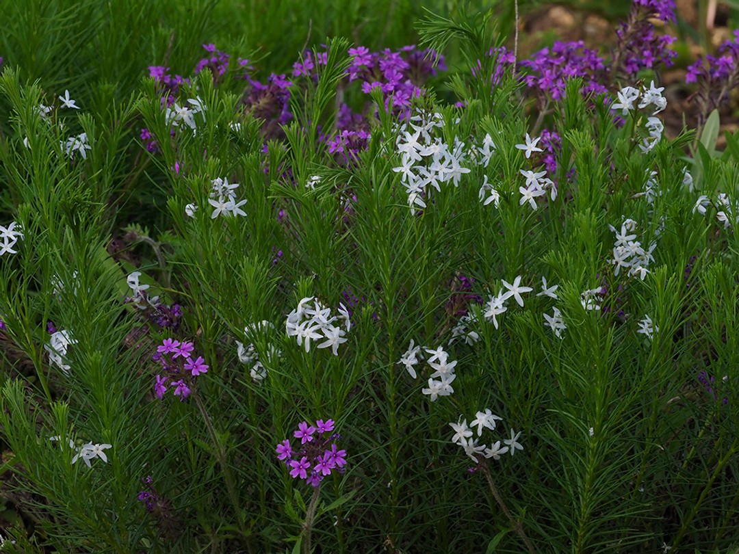 Amsonia ciliata