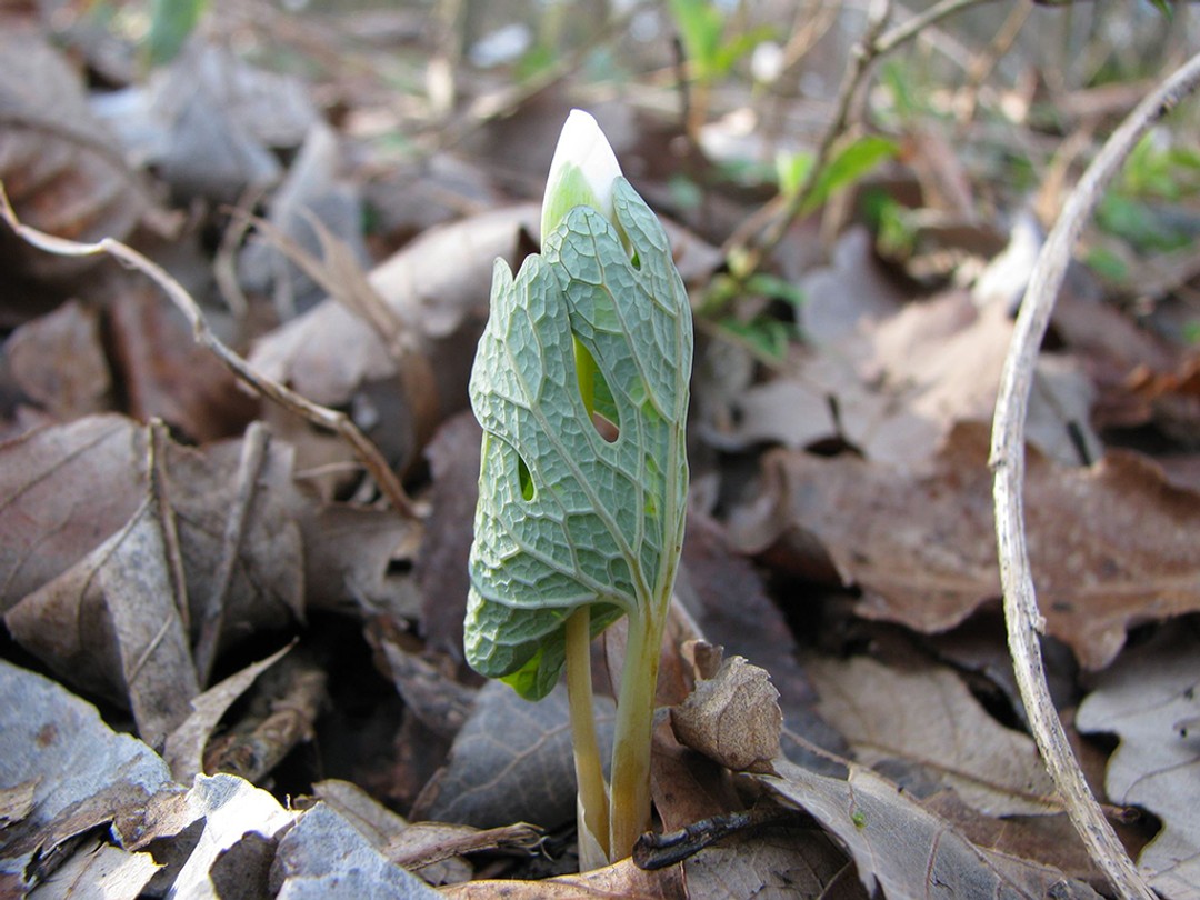 Bloodroot leaf slightly open exposing the bud