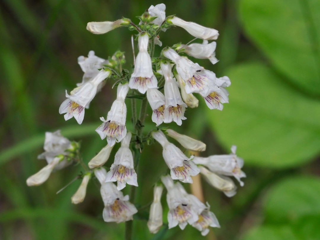 Purple lines on lower lip