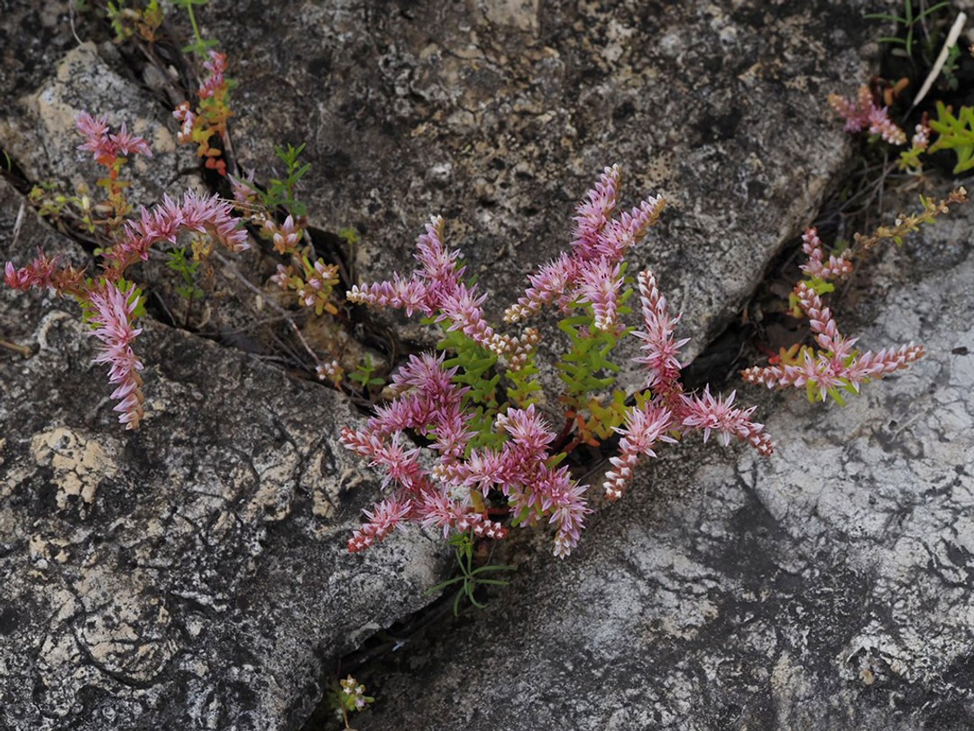 Widow's cross (Sedum pulchellum)