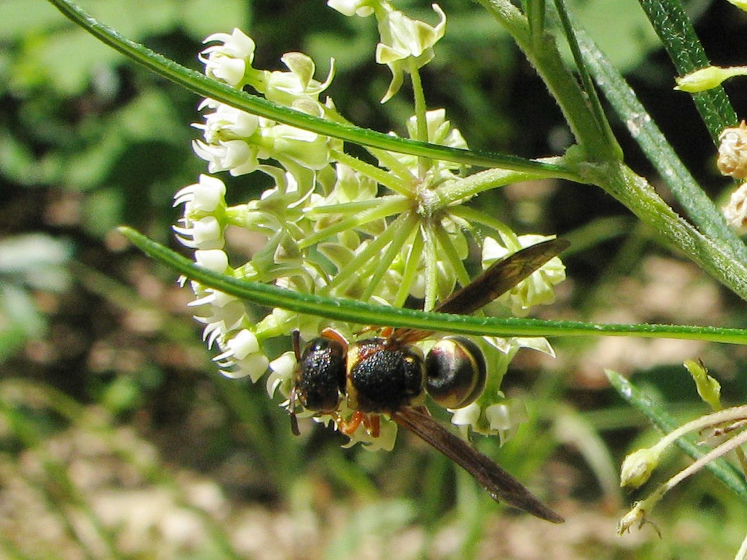 Genus Euroynerus wasp