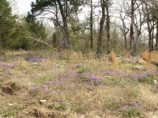 Rose verbena in glade habitat