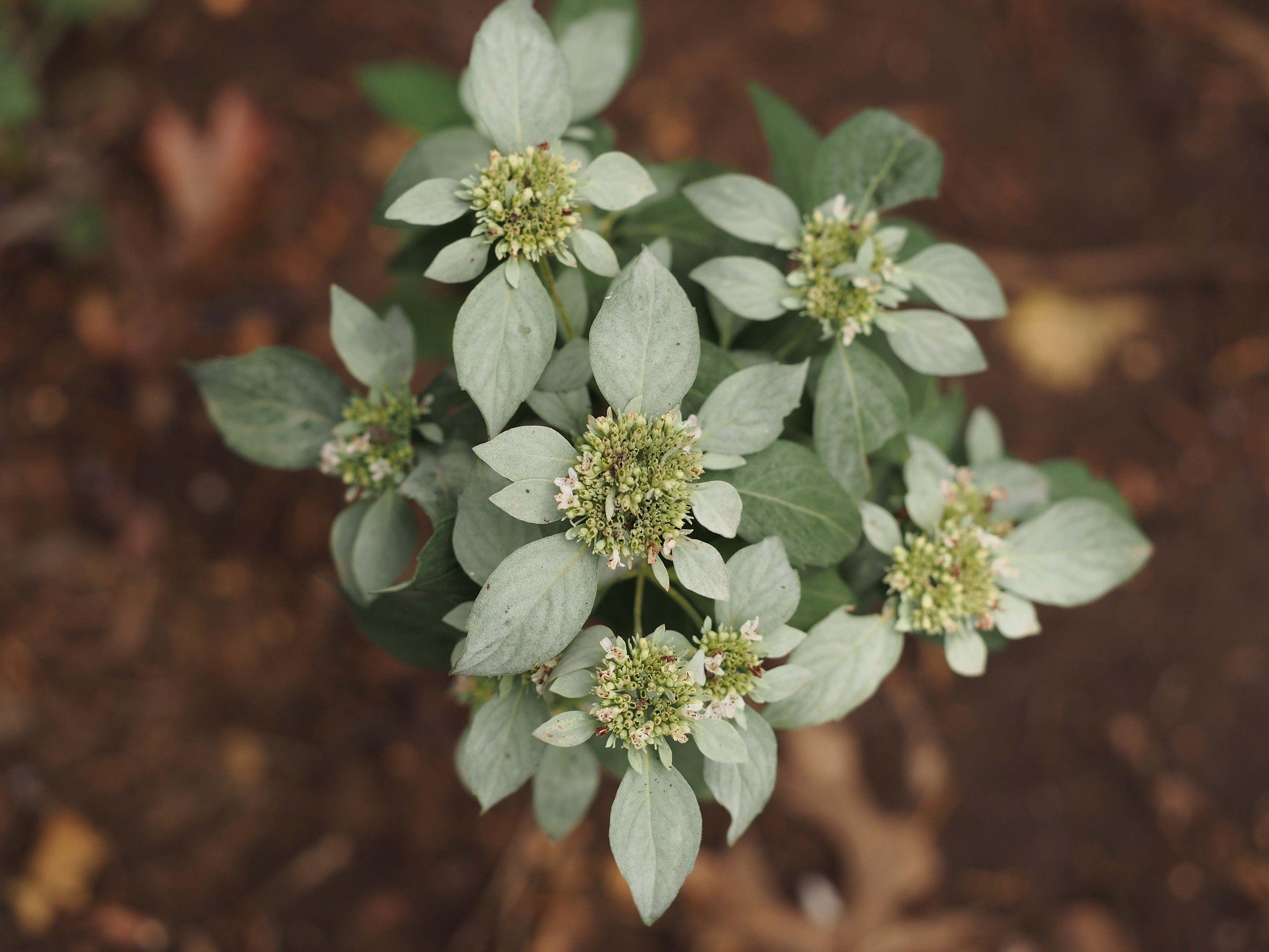 Pycnanthemum albescens