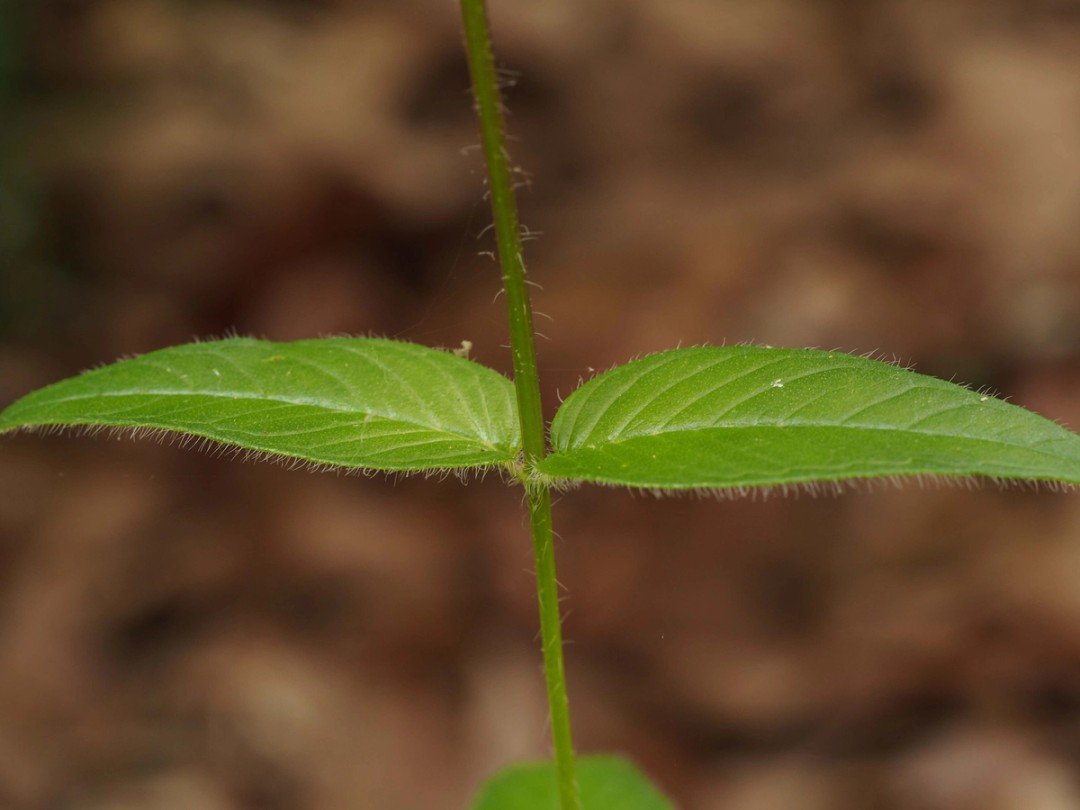 Leaves with ciliate margins
