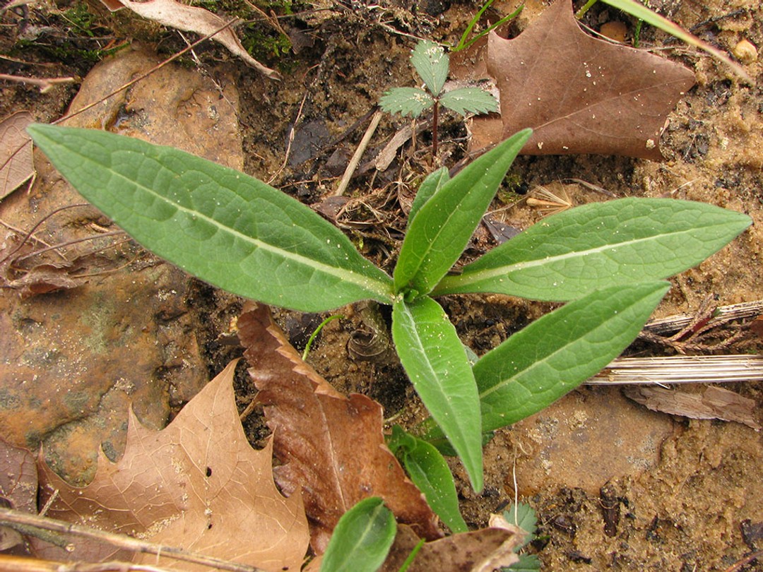 Basal rosette in first year