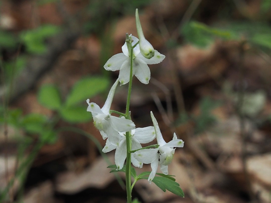 Bright white flowers