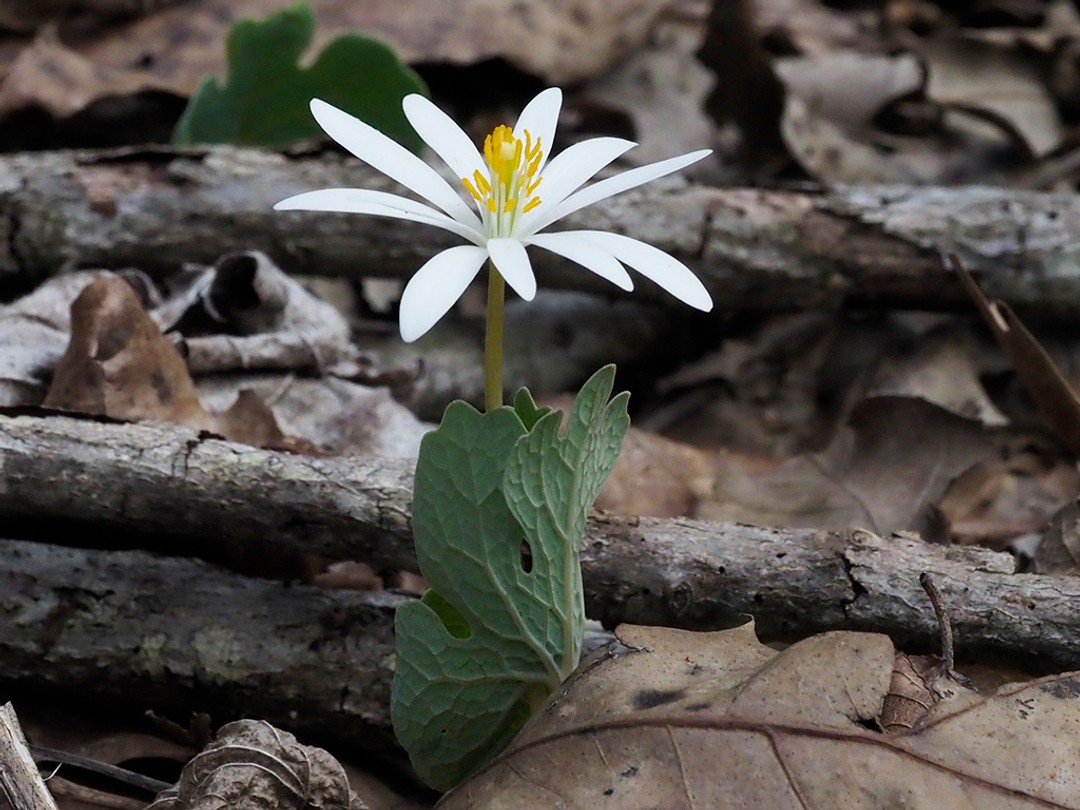 Bloodroot (Sanguinaria canadensis) 