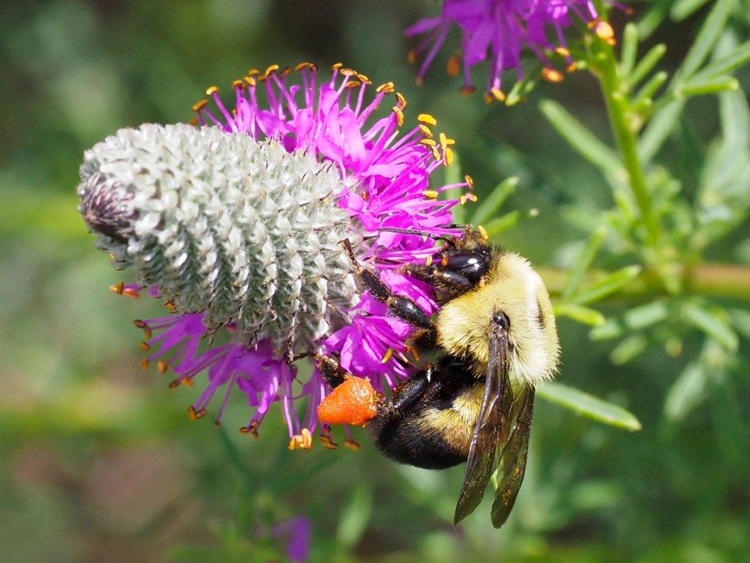 Brown-belted bumblebee
