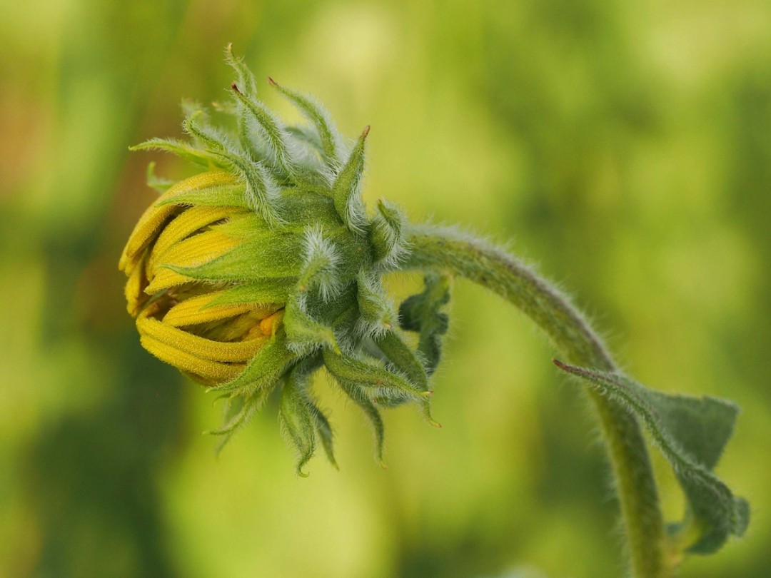 Bud with fuzzy green bracts