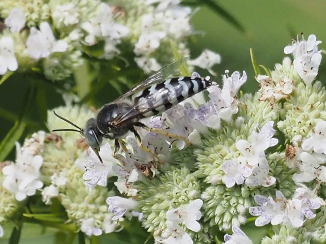American Sand Wasp