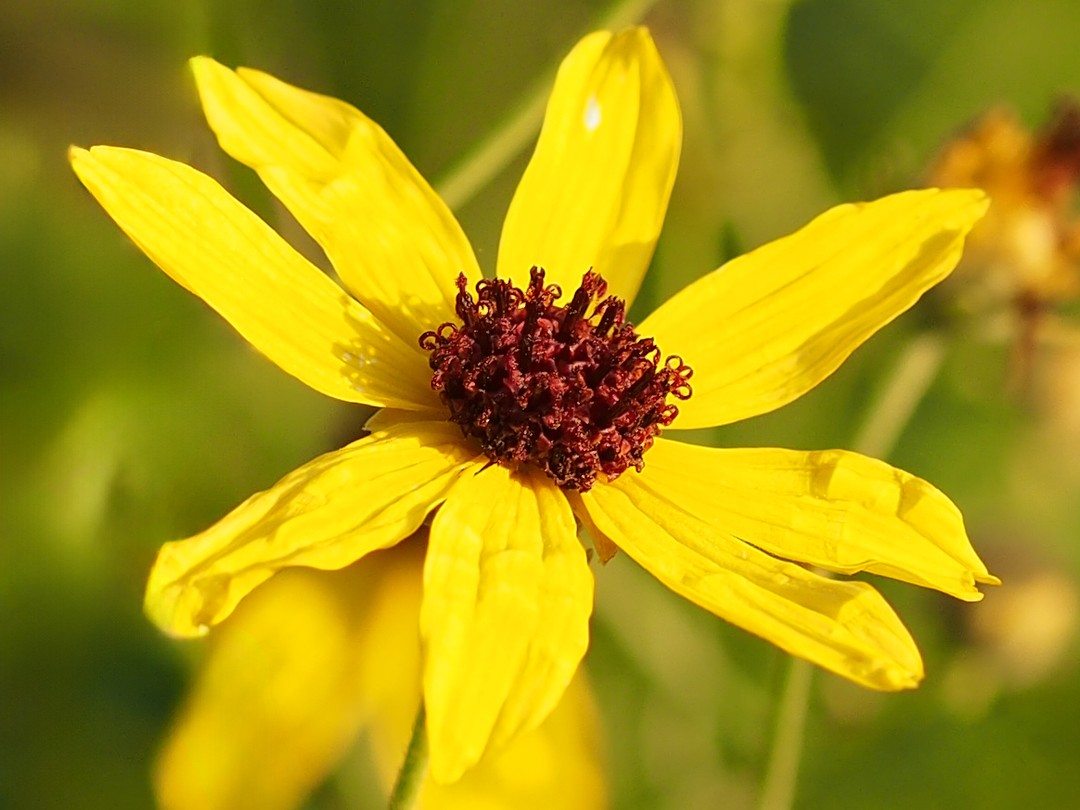 Close look at disc flowers