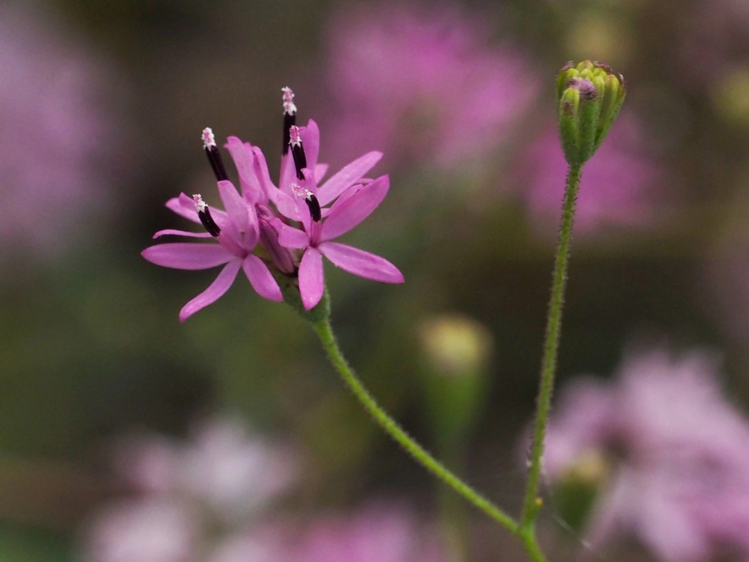 Stamen with white pollen