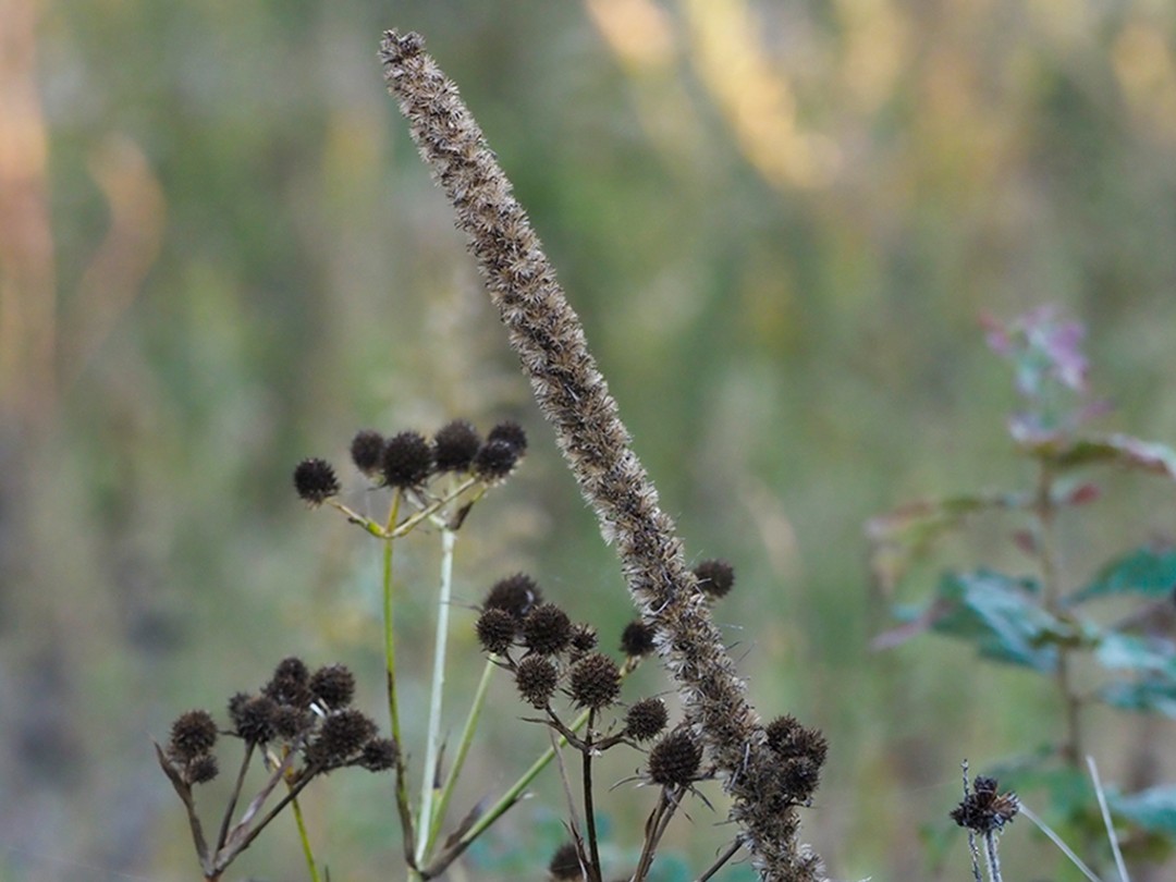 Ripe seeds late October