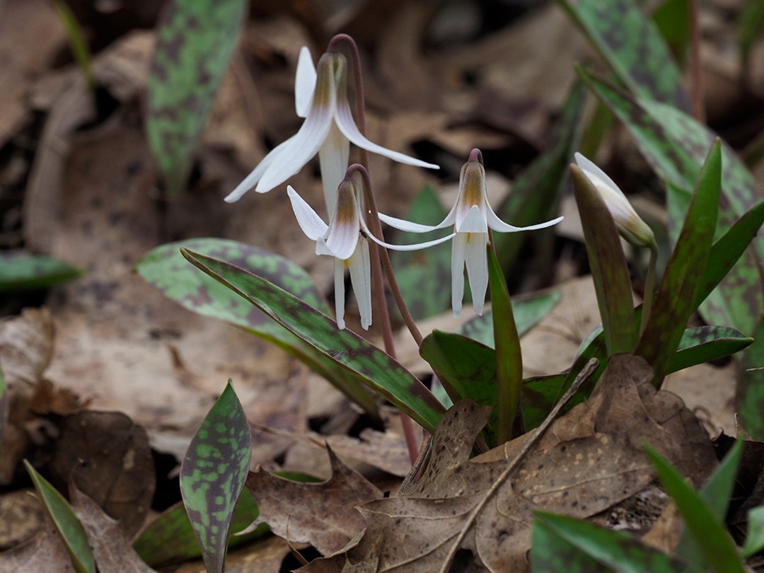 Patially open flowers in early morning