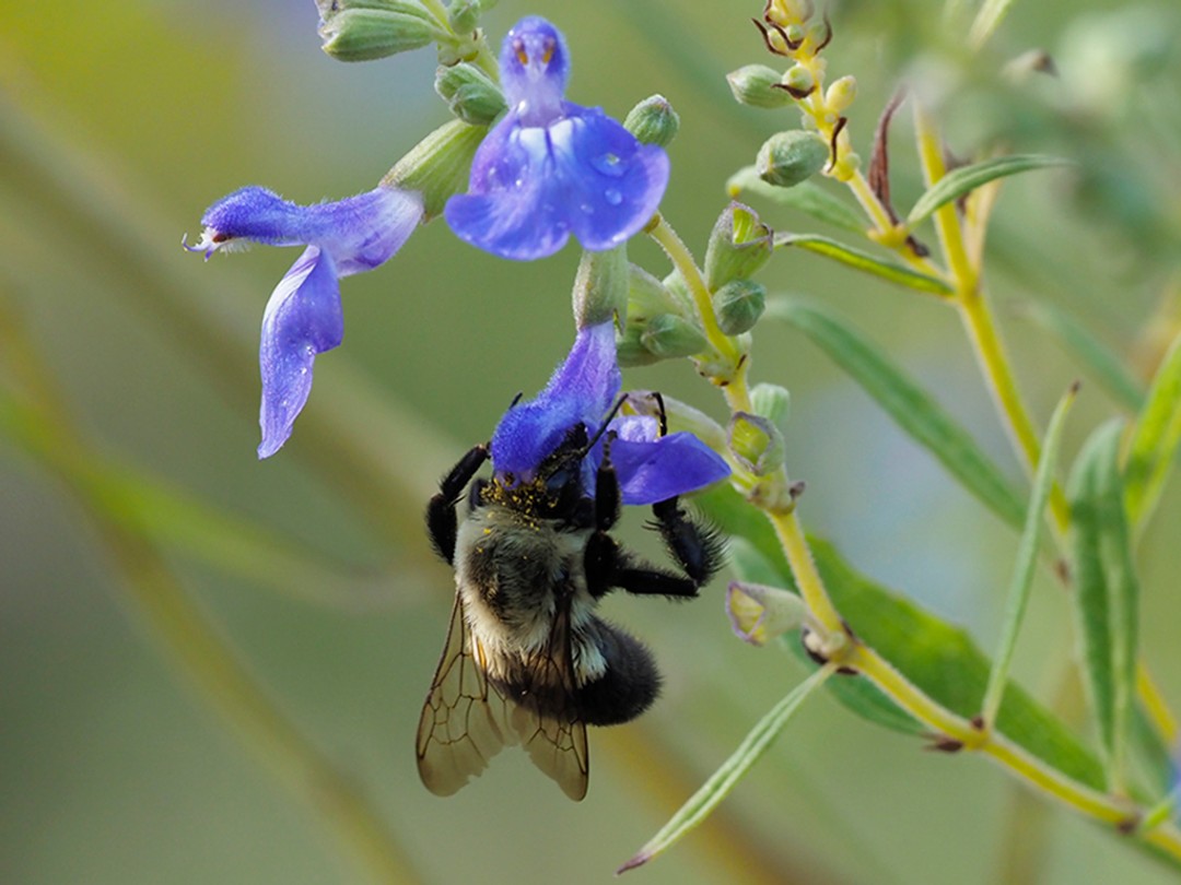 Bombus impatiens