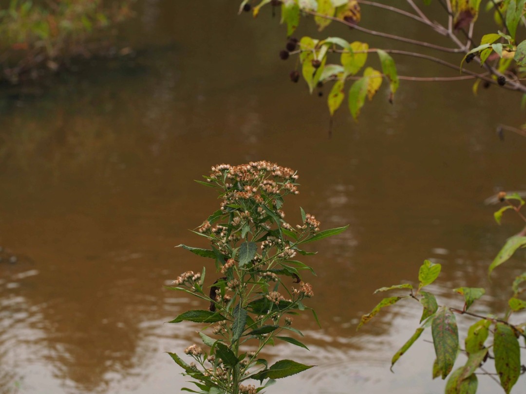 Cephalanthus occidentalis