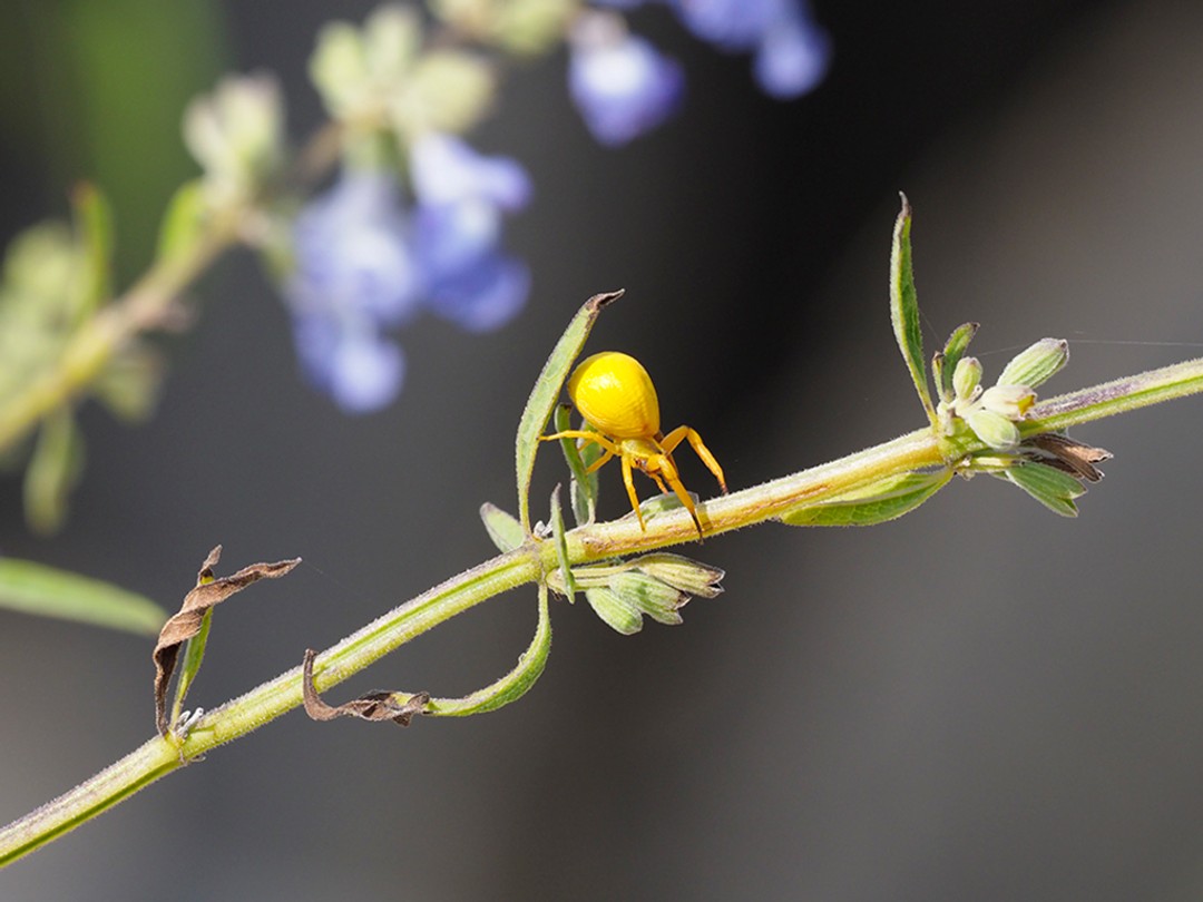 Crab Spider