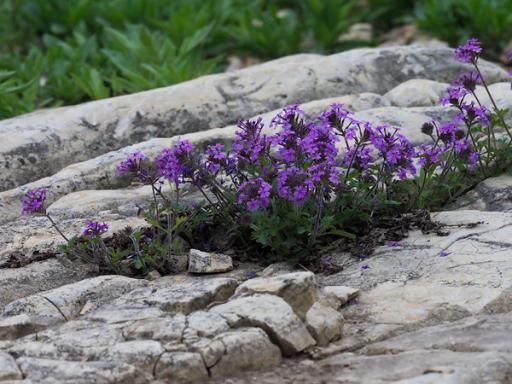 Rose verbena in gladestone