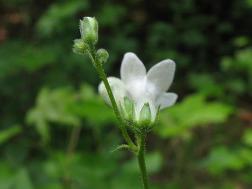 Glandular, pubescent calyx