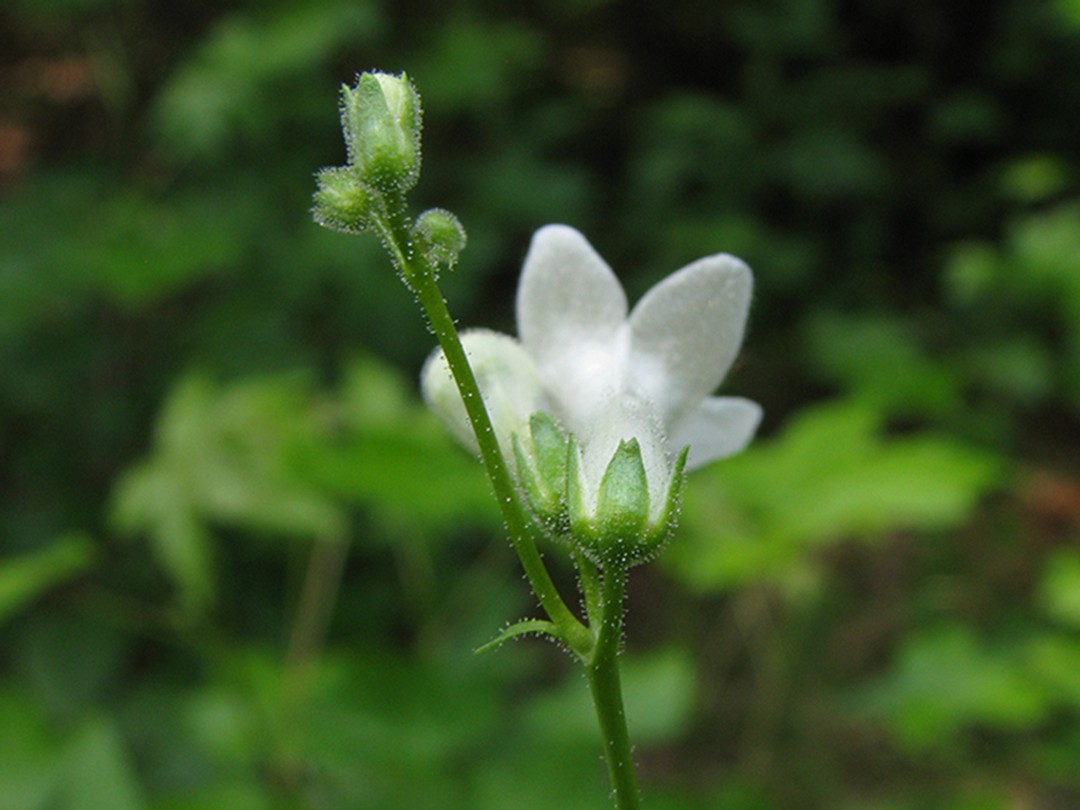 Glandular, pubescent calyx