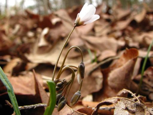 Raceme of flowers and buds