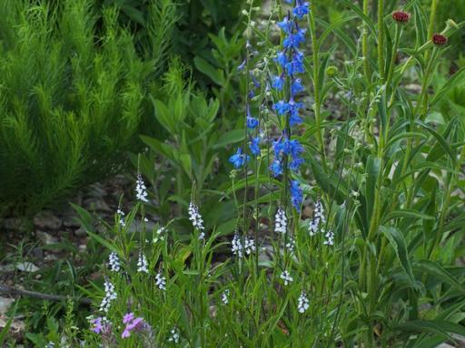 Narrow-leaved Vervain, Rose Verbena