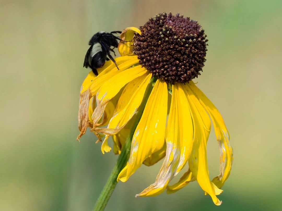 American Bumble bee