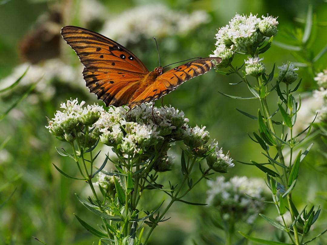 Virginia Mountain Mint (Pycnanthemum virginianum)