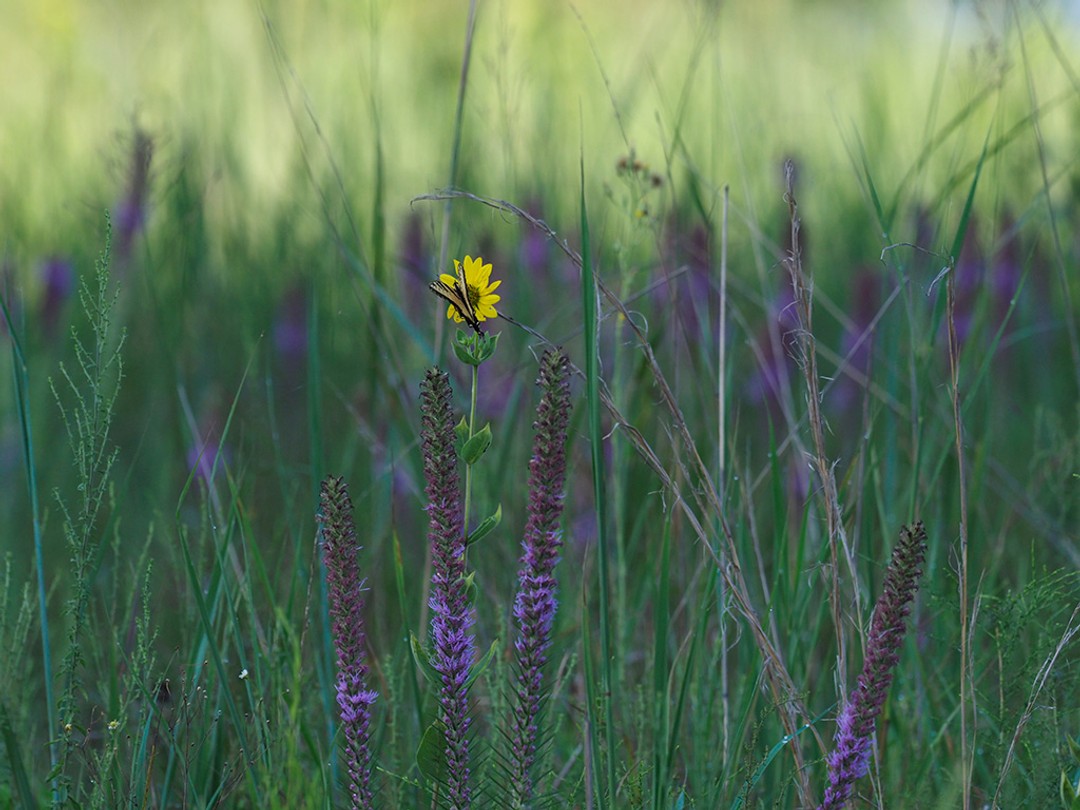 with Liatris pycnostachya