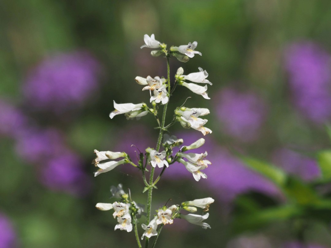 Flowers at peak bloom