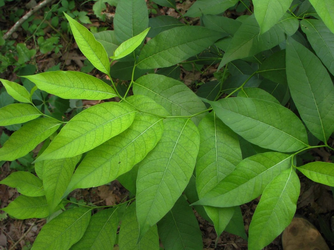 Leaves after flowering