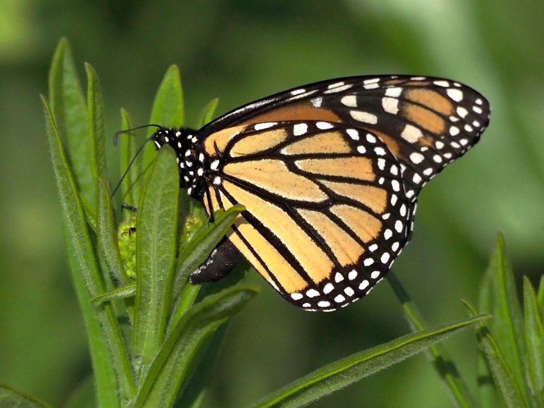 Monarch laying eggs