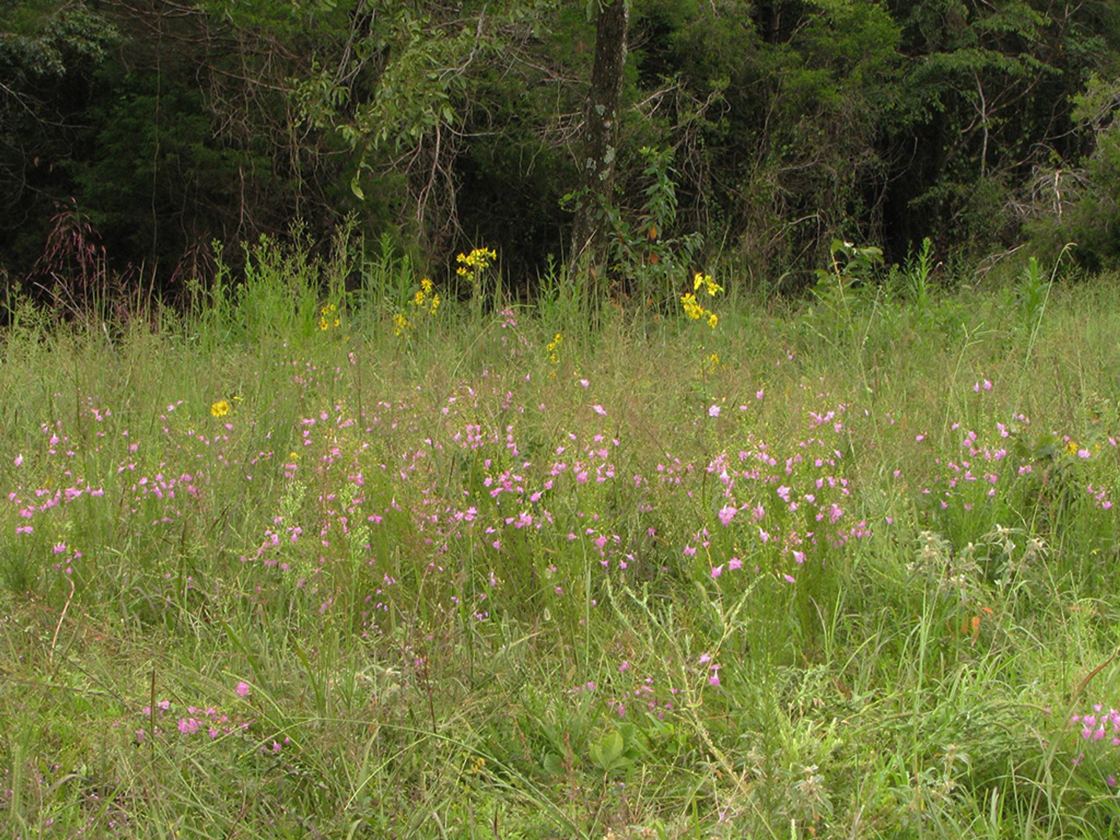 Blooming with Ozark sunflowers in grassland