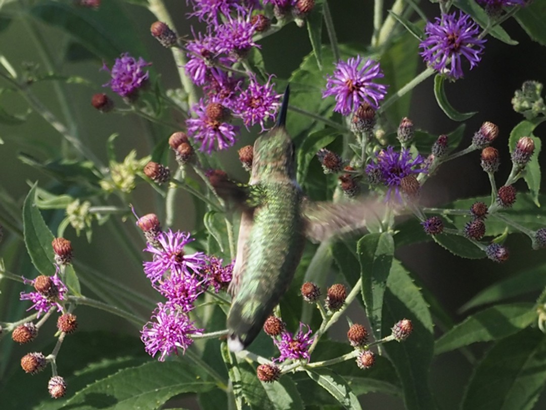 Ruby-throated Hummingbird