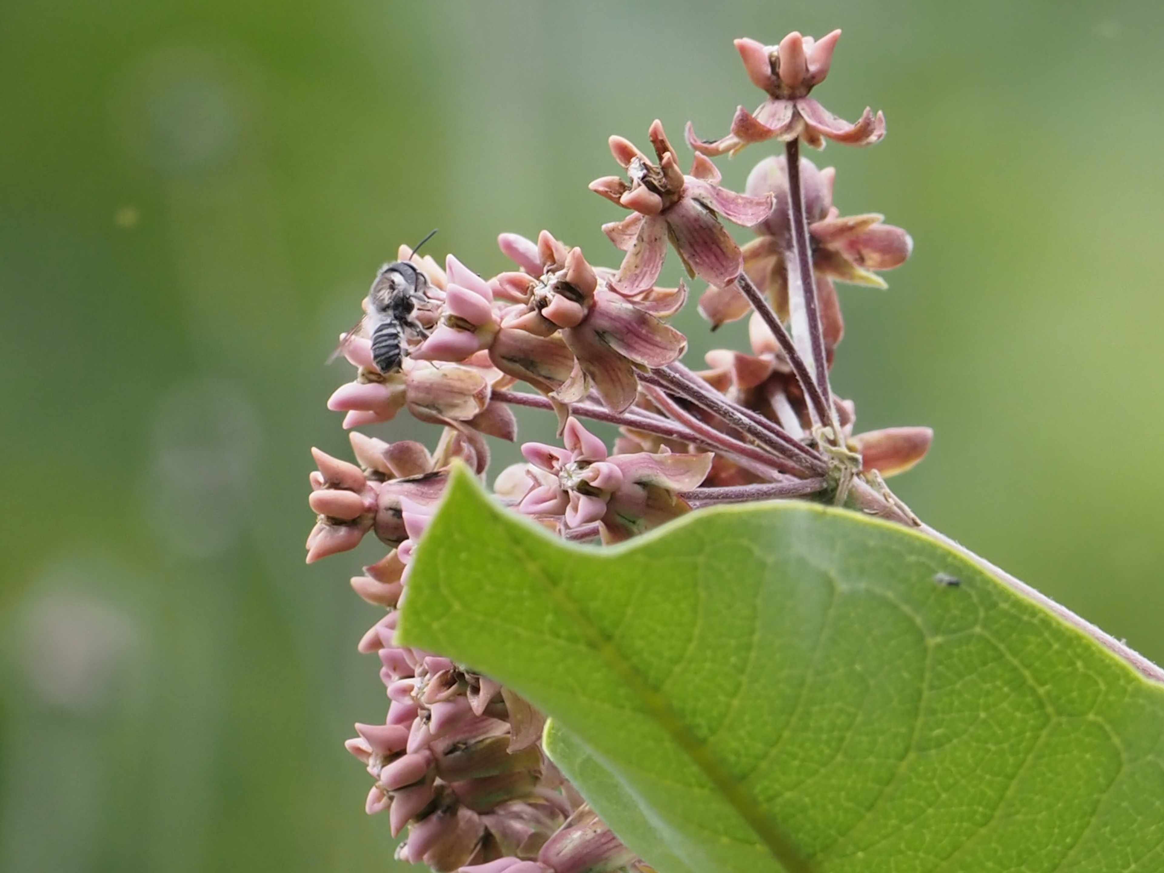 Leafcutter bee