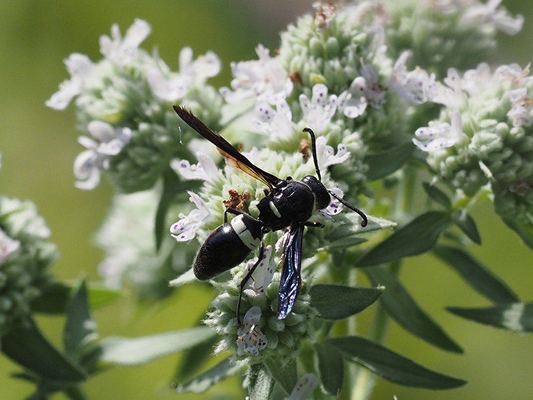 Four-toothed mason wasp